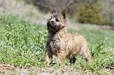 CAIRN TERRIER 256